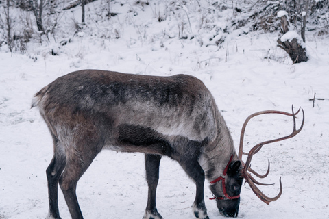 Fairbanks: Passeggiata con le renne con trasporto