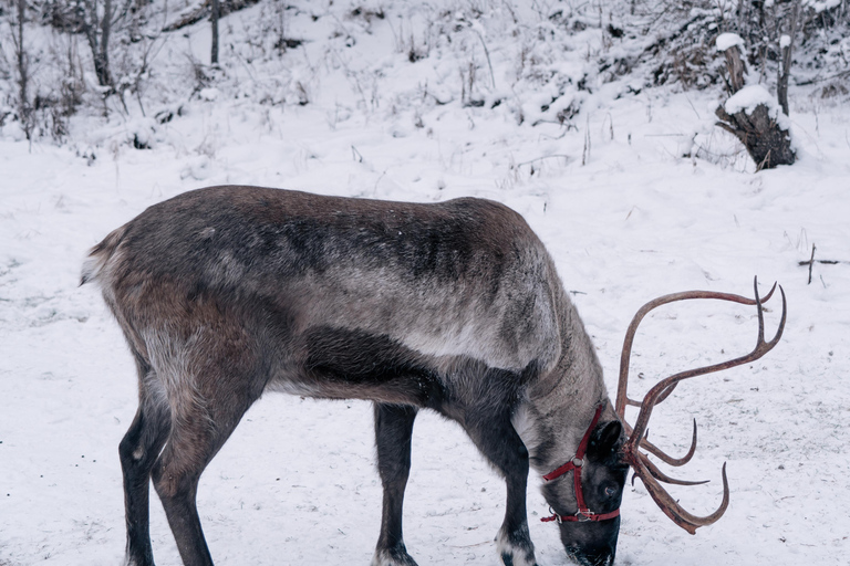 Fairbanks: Passeio de rena com transporte