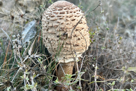 Sofia: Bulgaria - culture, nature and traditional cuisine