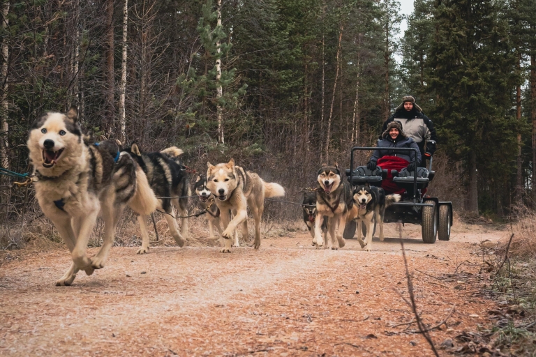 Le meilleur de la Laponie : Village du Père Noël + Husky et rennes