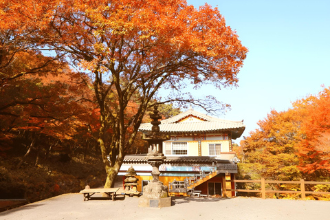 2024 Tour autunnale di Jeju con il Pink Muhly Festival