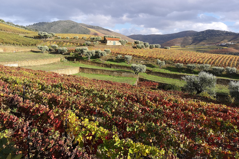 Da Porto: 2 regioni vinicole, barca privata e pranzo dello chef