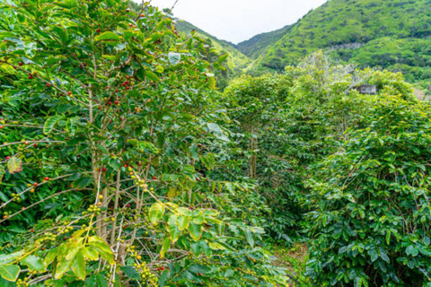 Nairobi: Half day Coffee Farm tour with a local guide