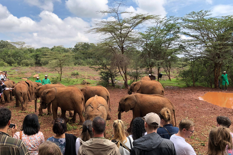 Elefantbarnhem och Nairobi nationalpark eftermiddagsspel