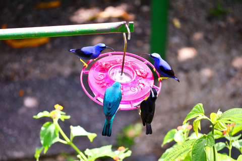 Trinidad: Experiencia en el Santuario de Aves del Centro Natural Asa Wright