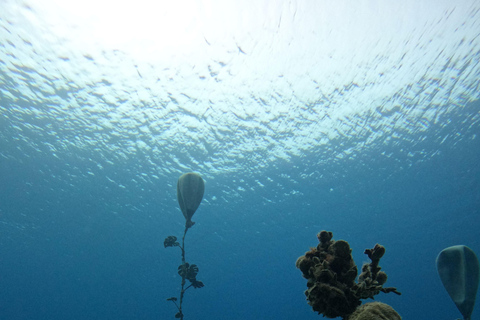 Ayia Napa: MUSAN Underwater Museum Beginner Scuba Dive