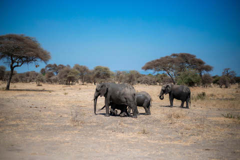 5 giorni di Safari della migrazione nel Grande Serengeti5 giorni di grande safari della migrazione del Serengeti