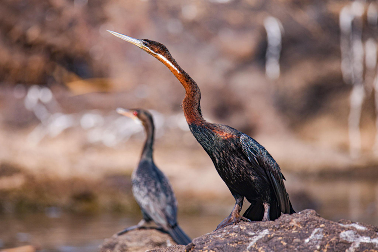 Birdwatching Safari - Chobe River (with Expert Guide)