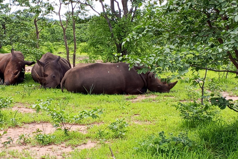 Rhino Guardians Safari: A Guided Conservation Game Drive