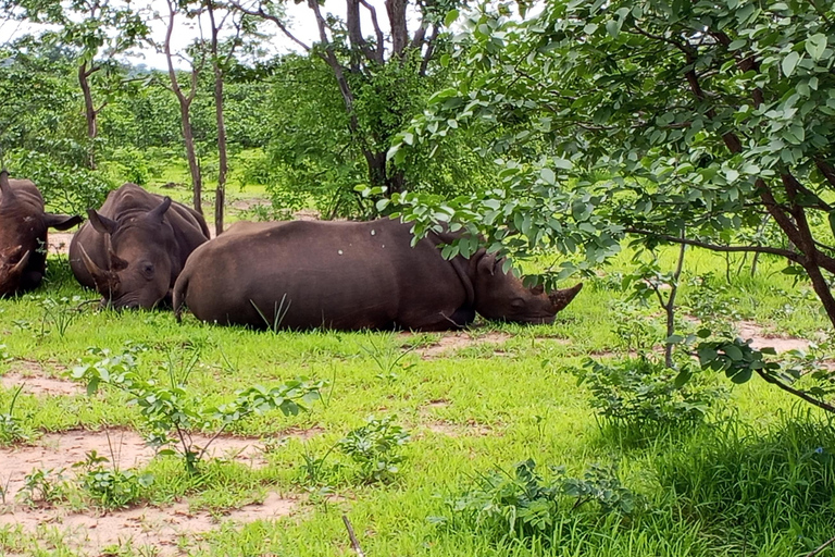 Rhino Guardians Safari: A Guided Conservation Game Drive