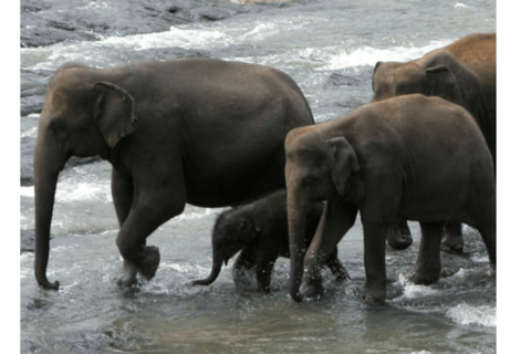 Kandy: Orfanotrofio Pinnawala, Sigiriya, Dambulla, tour di 2 giorni