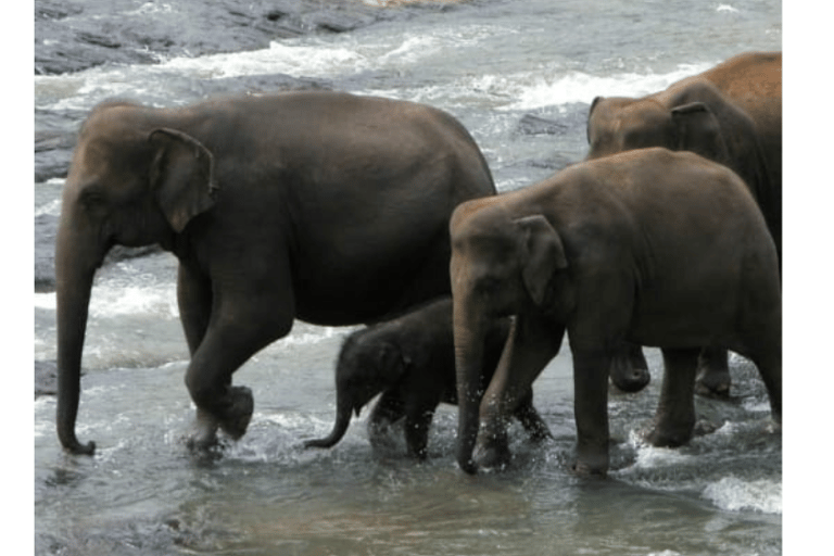 Kandy : Orphelinat de Pinnawala, Sigiriya, Dambulla, circuit de 2 jours