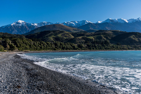 Da Christchurch: Tour di un giorno a Kaikoura con crociera con i delfini