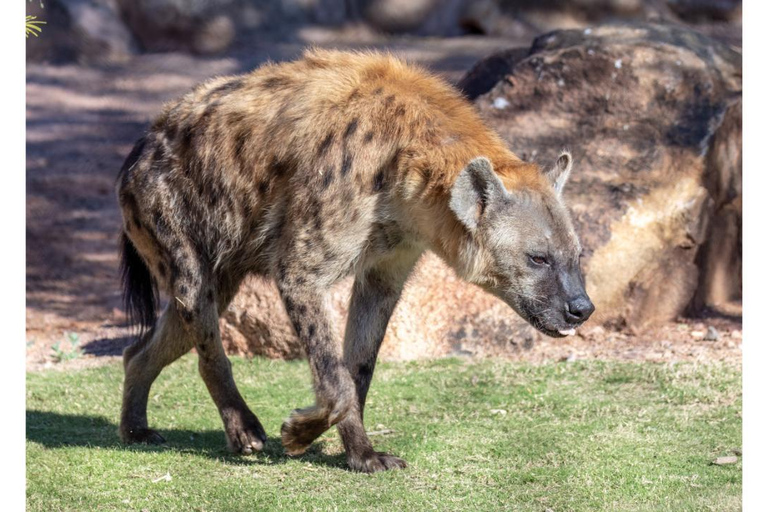 Phoenix Zoo: One Day General Admission Ticket