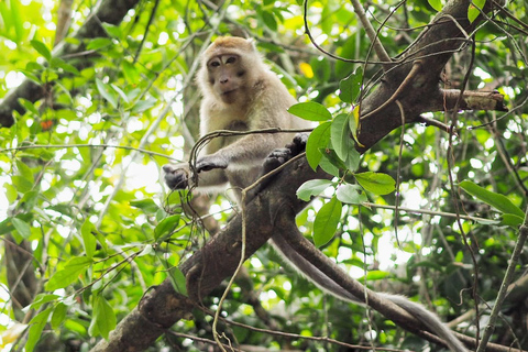 A pequena Amazônia de Khao Lak: Viagem de 1 dia em canoa, trilha e cachoeira