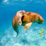 Coron: Dugong Watching with Sea Turtle and Coral Garden tour