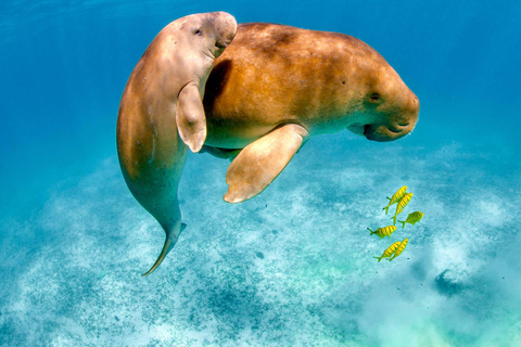 Coron : Observation des dugongs avec visite des tortues de mer et des jardins de corail