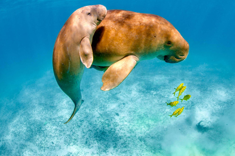 Coron : Observation des dugongs avec visite des tortues de mer et des jardins de corail