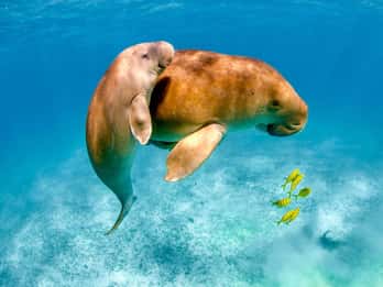 Coron: Dugong Watching z wycieczką po żółwiach morskich i ogrodzie koralowym