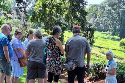From Nairobi: Tea and Coffee Farm Tour with Tastings