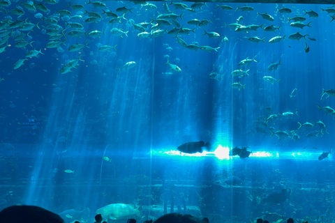 Parc à thème VinWonders et safari à Phu QuocVisite autonome : Vinwonder &amp; Safari Combo