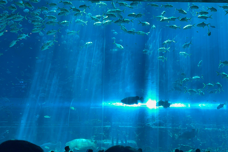 Parc à thème VinWonders et safari à Phu QuocVisite autonome : Vinwonder &amp; Safari Combo