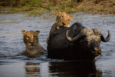 Kasane: 3-Day Chobe Big Five Safari at Two Rivers Hotel