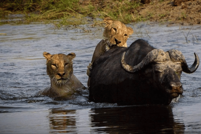Kasane: 3-Day Chobe Big Five Safari at Two Rivers Hotel