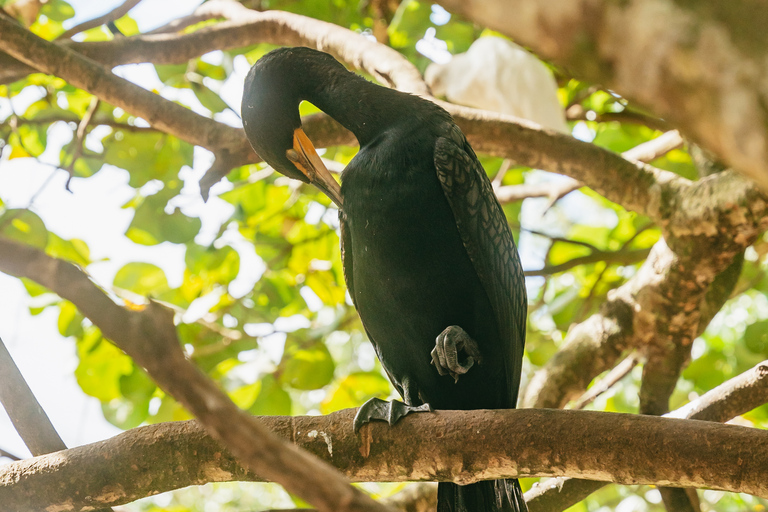 Fort Lauderdale: Flamingo Gardens Eintrittskarte