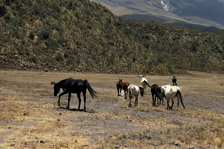 From Quito: The Best of Cotopaxi in a Day