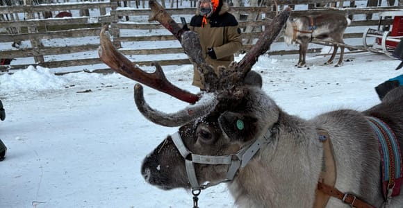 Rovaniemi: Reindeer Farm Visit with Sleigh Ride & Pickup