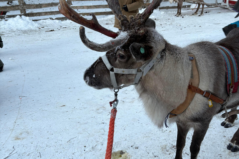 Rovaniemi: Reindeer Farm Visit with Sleigh Ride & Pickup