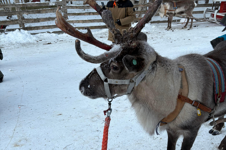 Rovaniemi: Reindeer Farm Visit with Sleigh Ride & Pickup