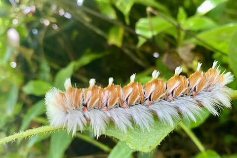 Boquete: Guided hikes through the cloud forest