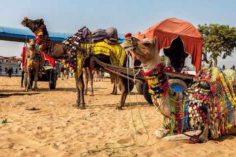 2-Day Royal Rajasthan Cultural with Guided Tour Tour Private Car With Guide