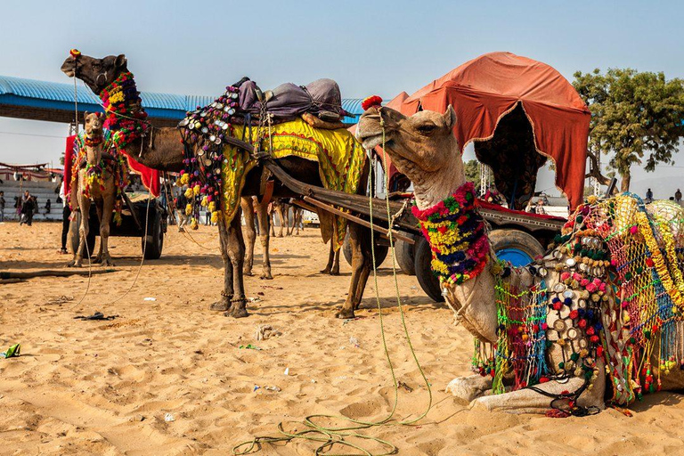 2-Day Royal Rajasthan Cultural with Guided Tour Tour Private Car With Guide