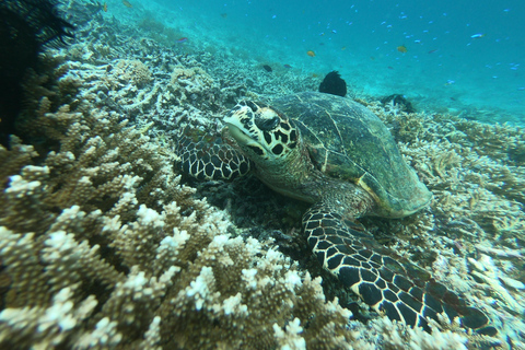 Dagtrip snorkelen Gili Layar/Gili Gede&amp;Gili Rengit