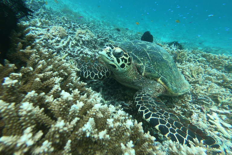 Escursione giornaliera Snorkeling Gili Layar/Gili Gede&amp;Gili Rengit