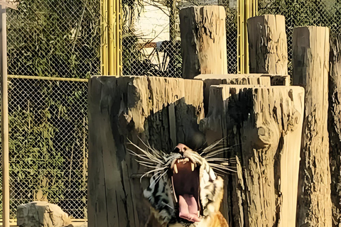 Shanghai Wildlife Park Panda & Predator Feeding Tour