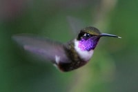 Mindo Cloud Forest Day Tour - Housity
