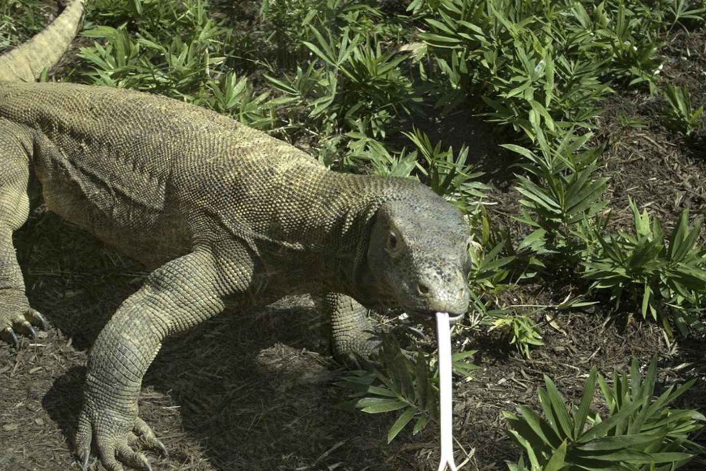 best places to visit in indonesia | komodo island