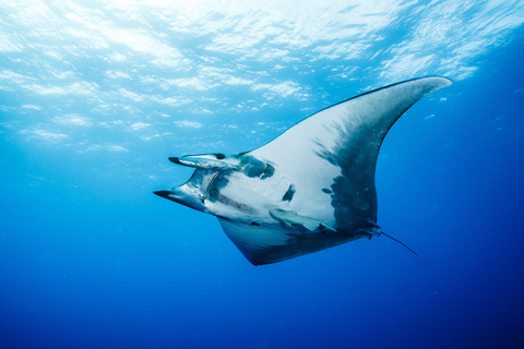 Vila Franca do Campo: Boat Diving Guided Tours twice a day. Vila Franca do Campo: Diving Tours. Single dives twice a day