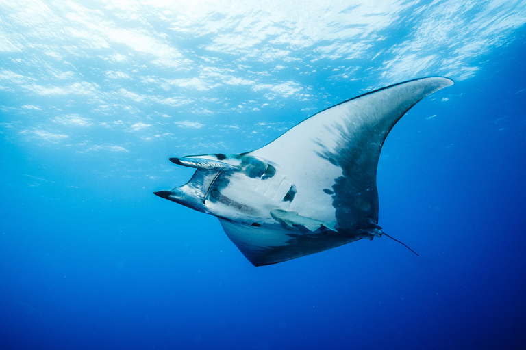 Vila Franca do Campo: Boat Diving Guided Tours twice a day. Vila Franca do Campo: Diving Tours. Single dives twice a day