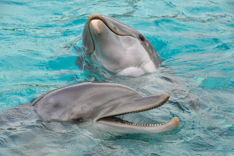 Djerba: Sunset cruise tour, dolphin watching + drinks