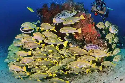 Bali/Amed: 2 mergulhos divertidos com tubarões, tartarugas e peixes de recife