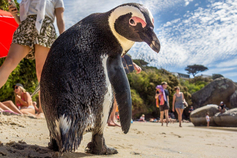 Cape of Good Hope and Penguins Full-Day Private Tour Private tour: Cape of Good Hope and Penguins Full-Day Tour