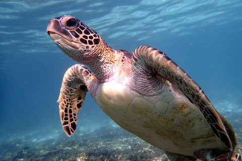 Tour pomeridiano di snorkeling delle isole Dimaniyatgita in barca privata