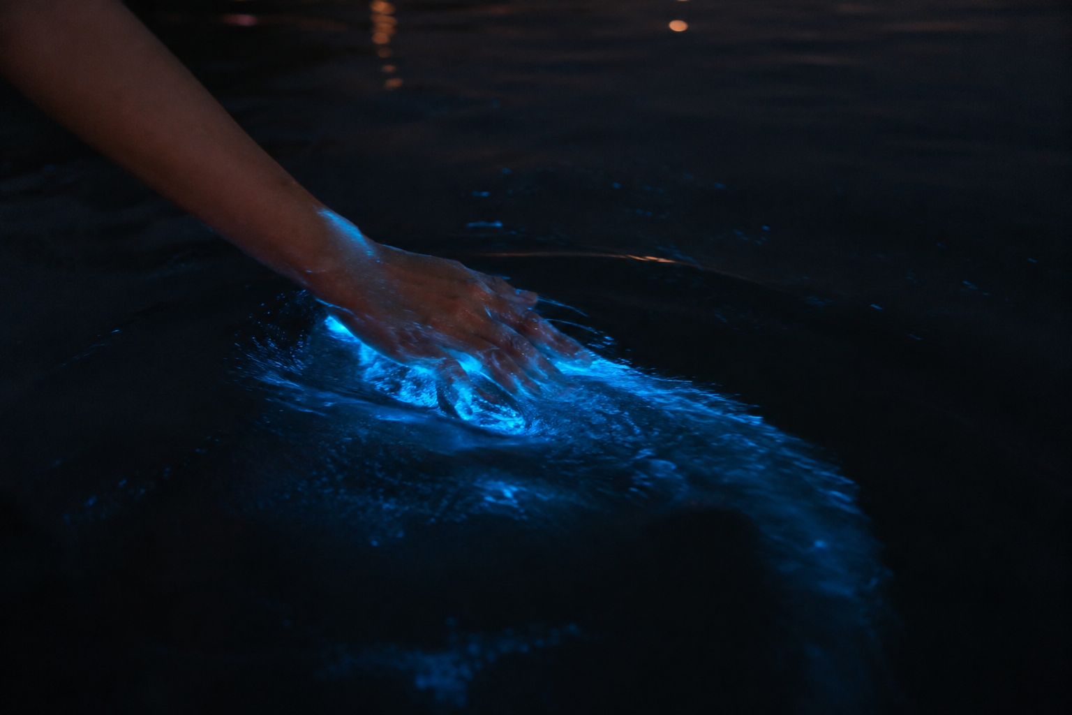 Biolumineszenz-, Sonnenuntergangs- und Wildtier-Sightseeing-Tour ab Puntarenas