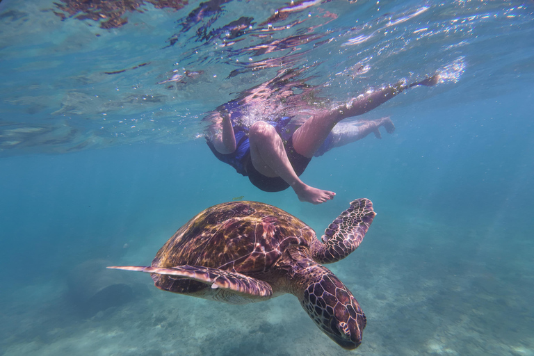 Mirissa: Coral Coast Divers Snorkeling Tour with Turtles