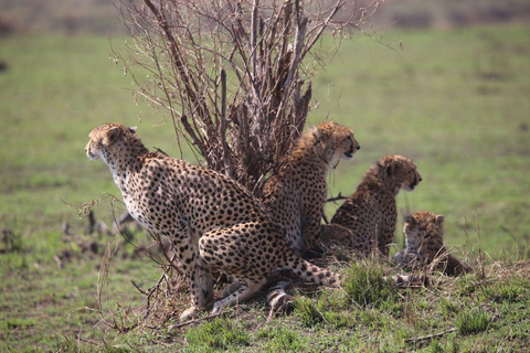 3 dagars Masai Mara Group Budget safari i 4x4 Jeep Daily Tour